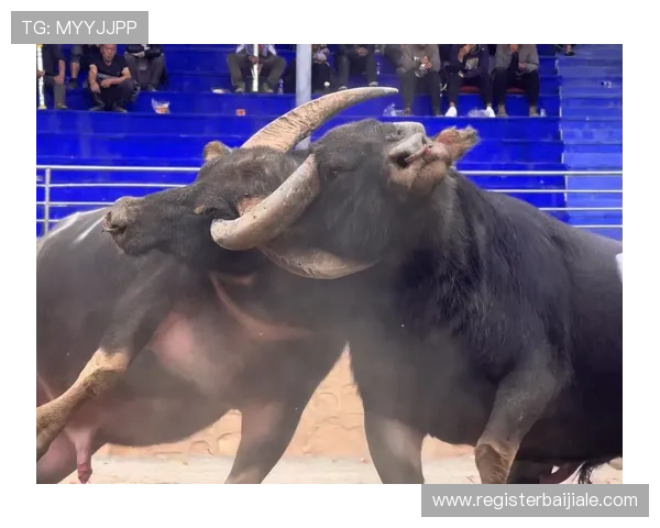 专业分析真人斗牛网址选择指南助你找到最适合自己的斗牛平台 专业分析真人斗牛网址选择指南助你找到最适合自己的斗牛平台